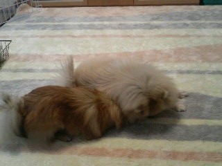 ボール貸して~貸して貸して貸して~