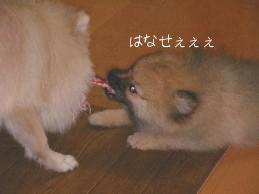 キィィ~まけないでしゅぅぅ