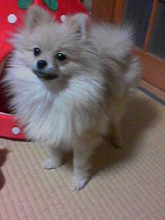 プラムちゃん２