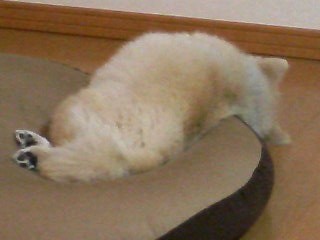 今度は頭からずり落ちてます