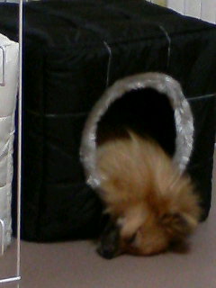 あずきはハウスから頭ずり出してます・・