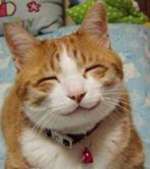 笑顔の猫.jpg