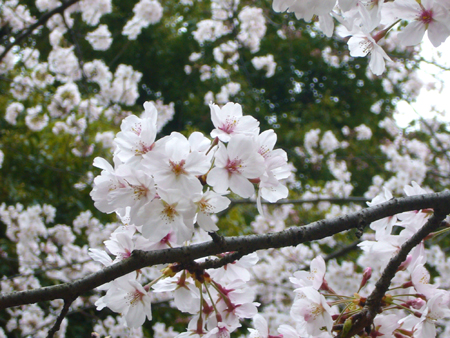 東漸寺の桜