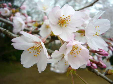 東漸寺の桜