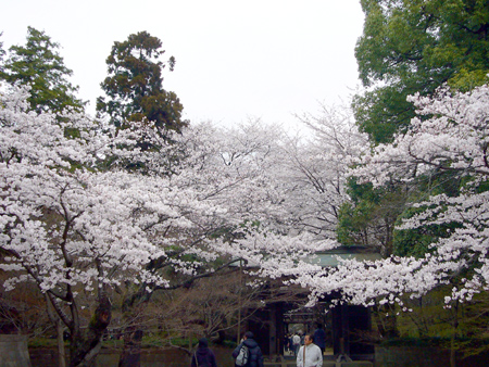 東漸寺の桜