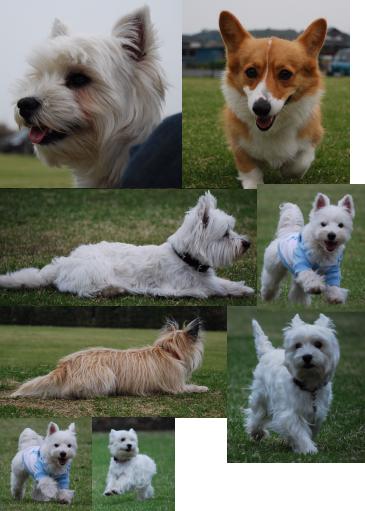 ドッグランきくち２