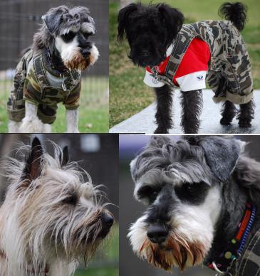 ドッグランきくち３