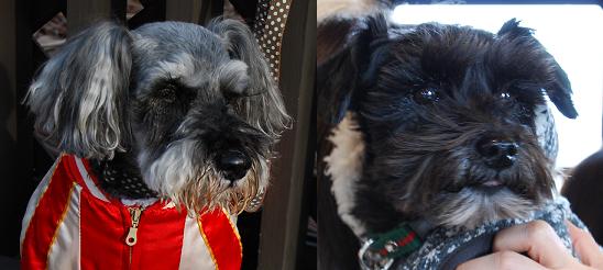 201101_くろ・れおん