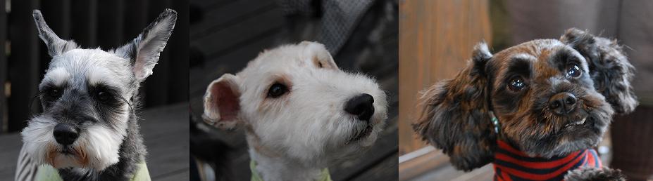 201101_めい・さつき・らいあん