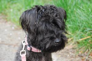 前が見えません