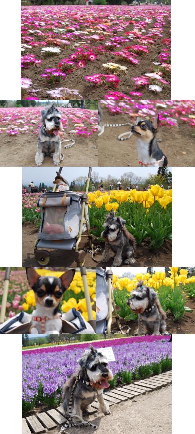 くじゅう花公園にて