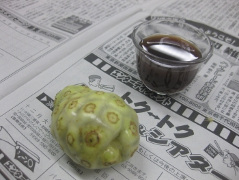 ヤエヤマアオキ（11/01/11）