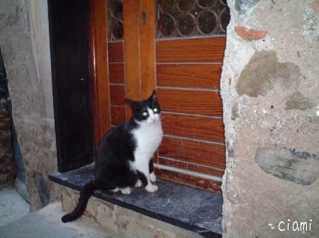 gatto 2