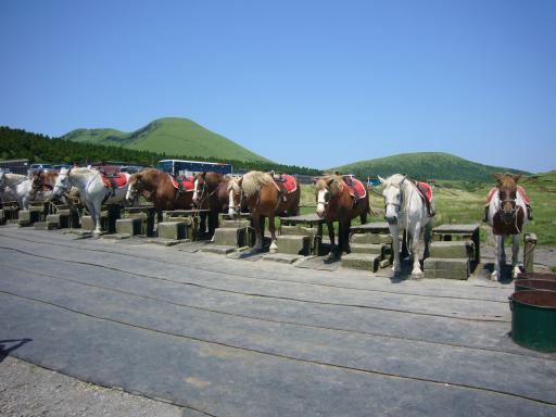 草千里の馬