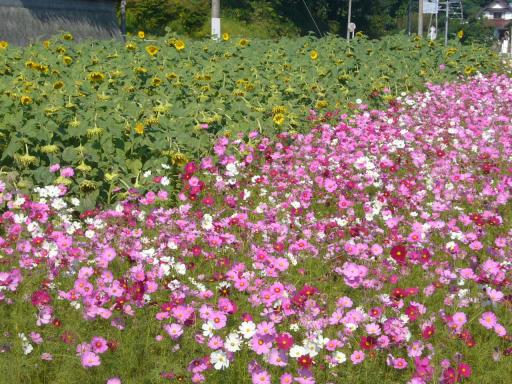 夏と秋の共存