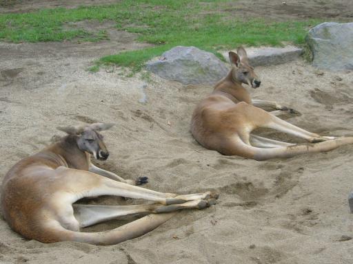 くつろぎのカンガルー