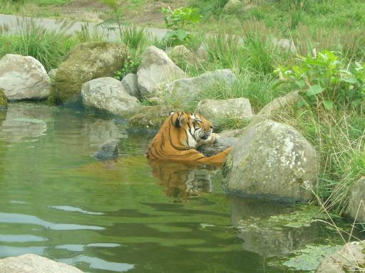 池に浸かるトラ