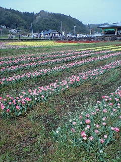 チューリップ畑