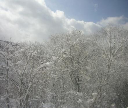雪の木２