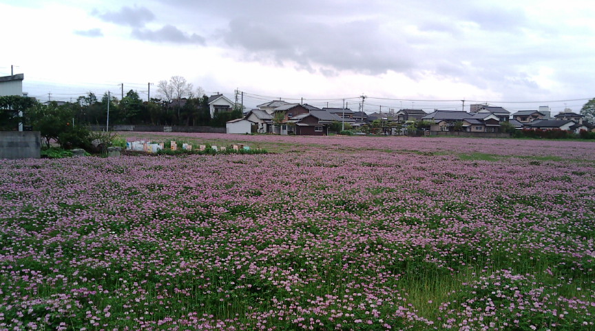 レンゲの花畑横から