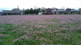 レンゲの花畑正面から