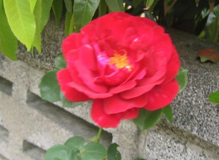 真紅の薔薇