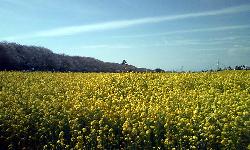 権現堂の菜の花と桜