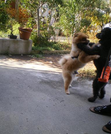 てんてんちゃんｰ２