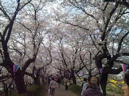 桜のトンネル