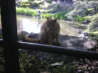 日比谷公園の猫