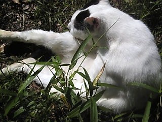 日比谷公園の猫