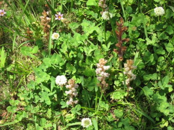 ヤセウツボとそしてスイパの花 花こよみ 楽天ブログ