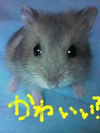 るる　かわいい？