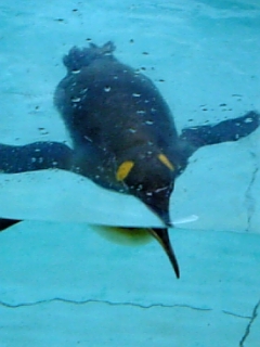 ペンギン
