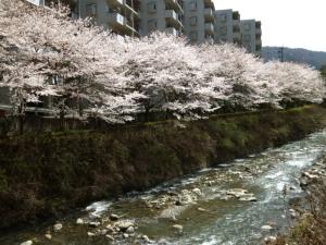 100404バードヒルズ桜