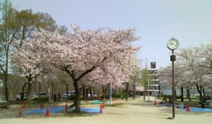 080406本庄桜