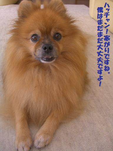 ﾒｲﾀﾝ