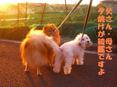 夕焼