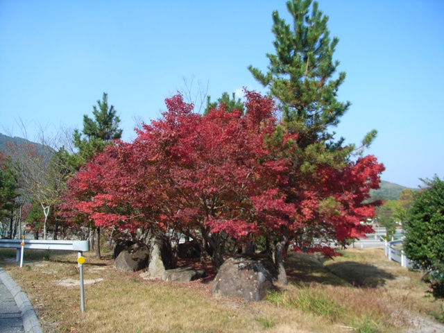 帰り道1.JPG