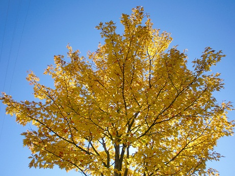 10201236 黄色い木.jpg