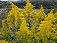 10220630 黄色い草.jpg