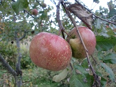 10210614 路地リンゴ.jpg