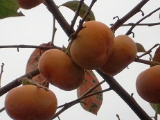 10220614 路地柿.jpg