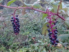 10220627 すっぱいブドウ.jpg