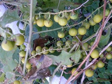 10220628 ミニトマト？.jpg