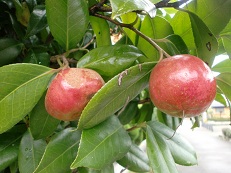 10220800 何の実？.jpg