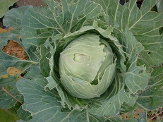 10231140 キャベツ畑にて.jpg