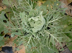 10231140 骸骨キャベツ.jpg