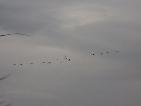 10220621 白鳥南下.jpg