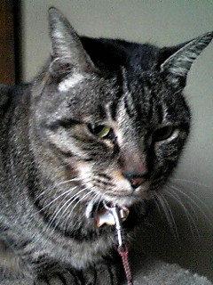 息子の大好きなレオ